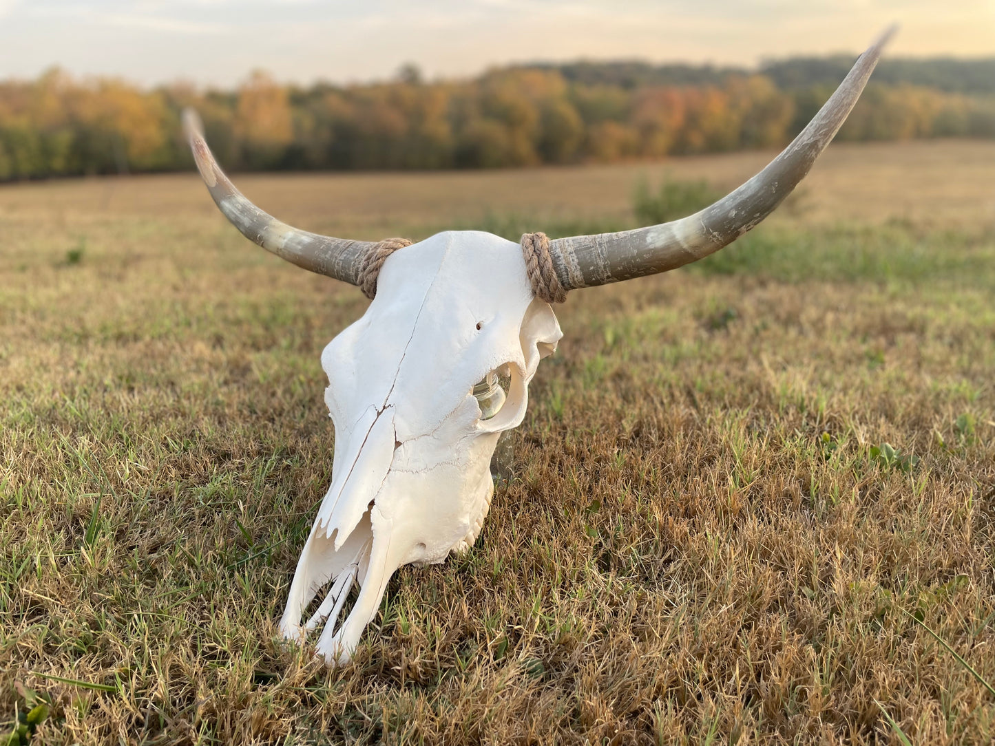Euro Mount Highland Skull